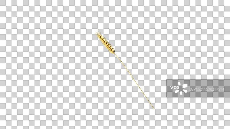 麦穗 小麦图片素材