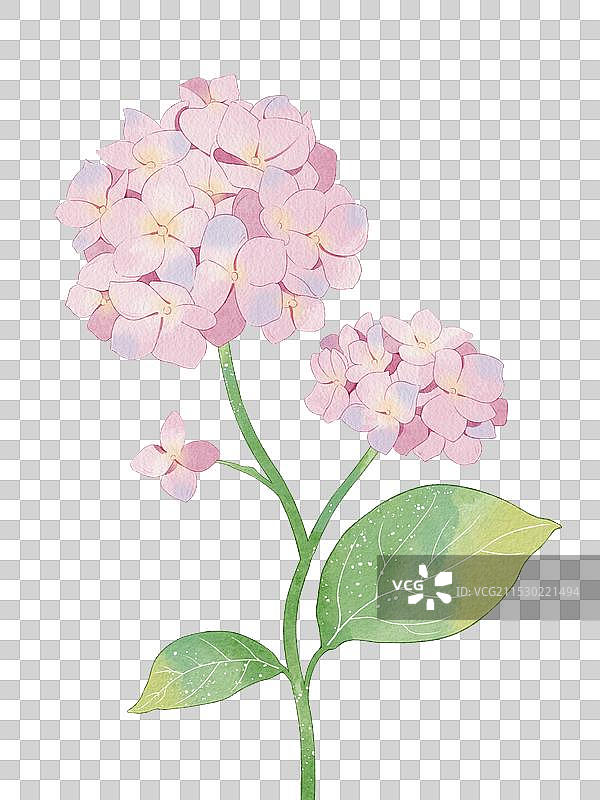 绣球花图片素材