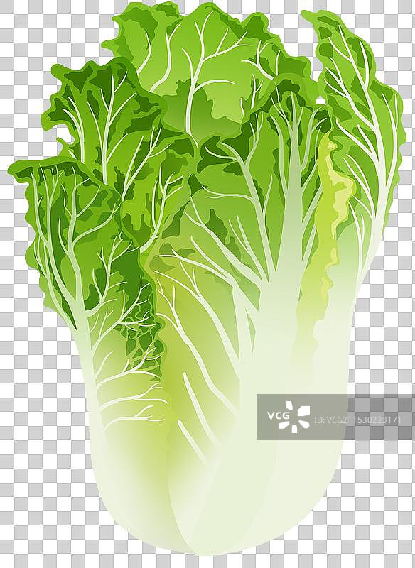 庄稼农作物蔬菜大白菜食物食材饮食健康种植元素素材卡通资讯插画图片素材