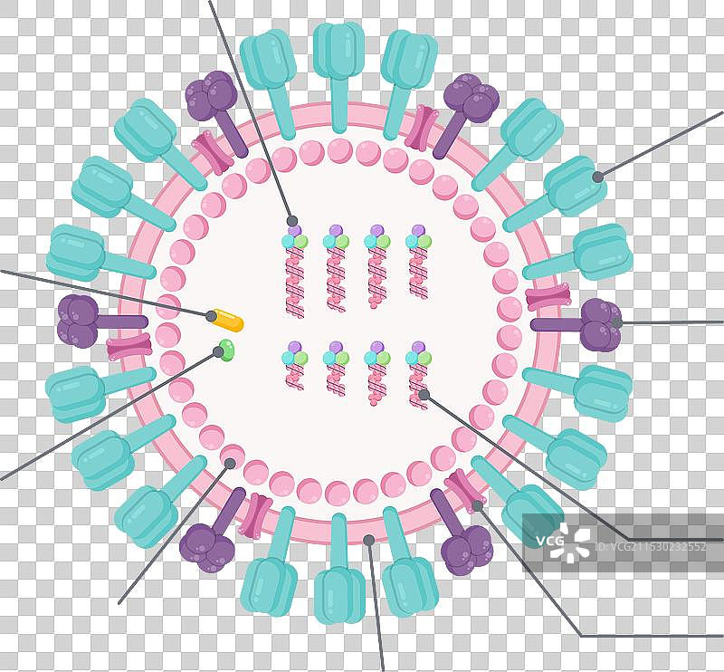 流感A病毒（IAV）科学图解图片素材