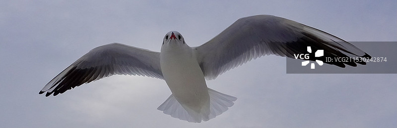 青岛冬日海鸥图片素材