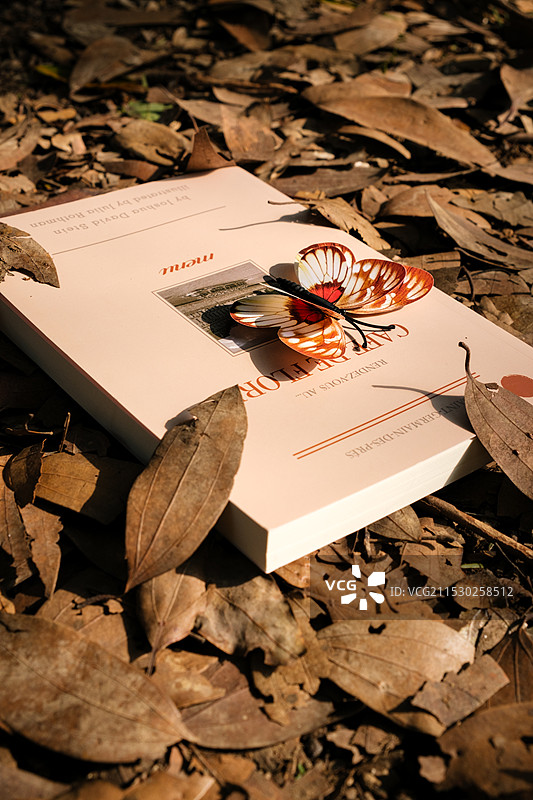 公园的落叶与书籍洋溢秋天的美感图片素材