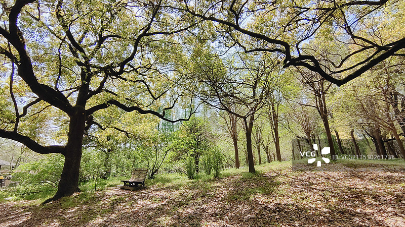 上海共青森林公园的春天图片素材