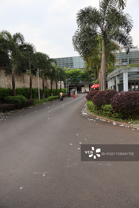 木棉花飘絮图片素材