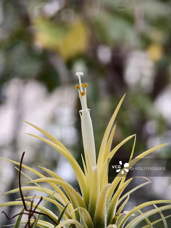清新的空气凤梨（小精）图片素材