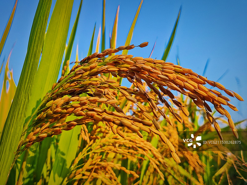 谷类特写镜头图片素材