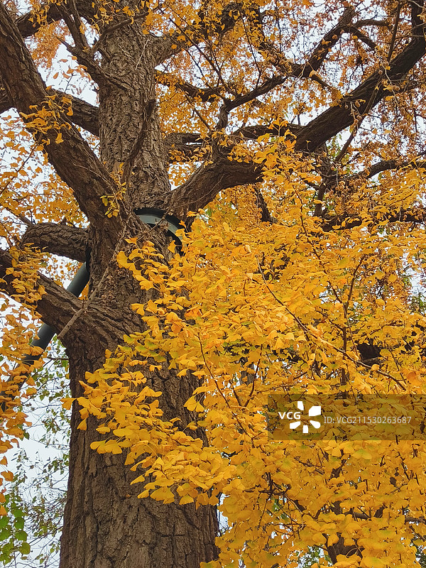 淄博华严寺百年银杏图片素材