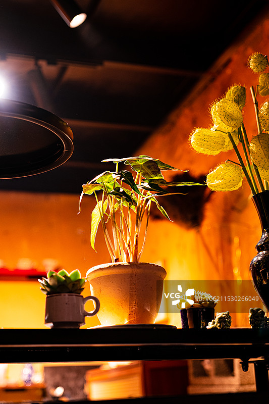 室内暖光源下的盆景图片素材