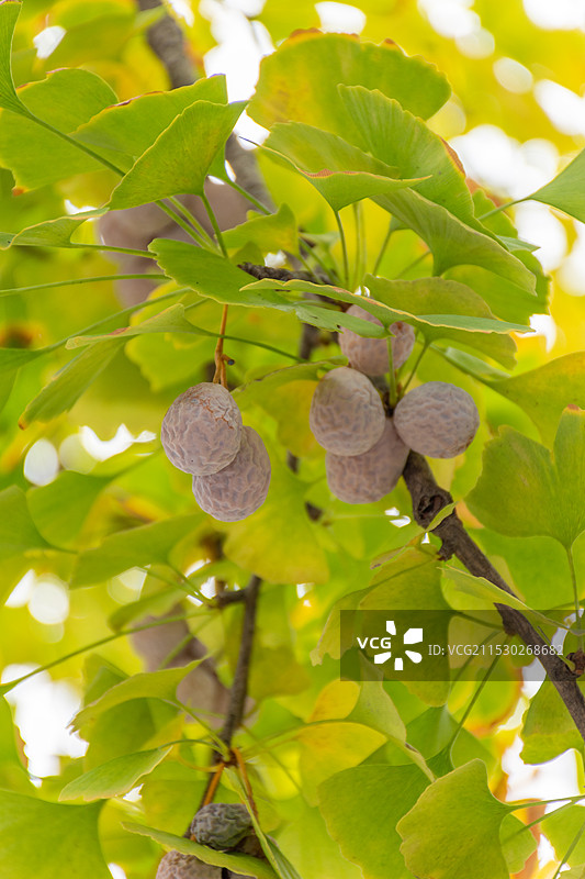 银杏树银杏果图片素材