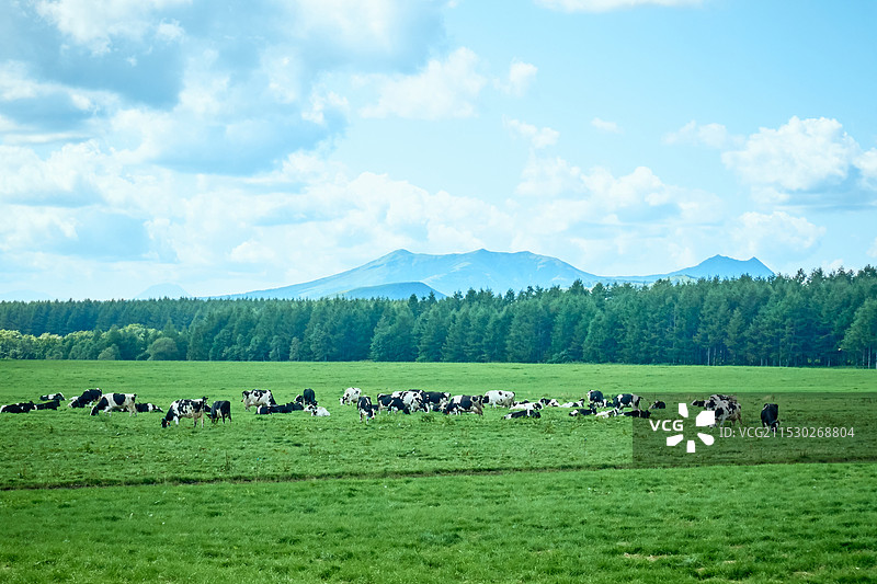 北海道牧场的田园风光图片素材