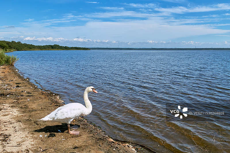 湖边的优雅天鹅图片素材
