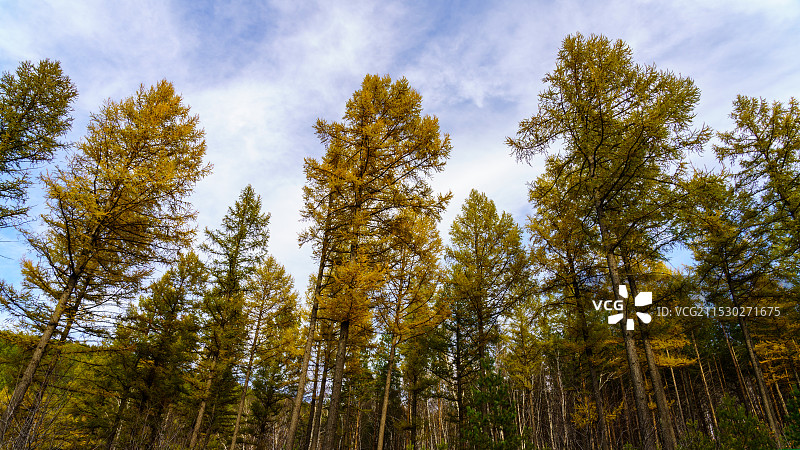 塞罕坝秋色（落叶松Saihanba Larix gmelinii (Rupr.) Kuzen）图片素材