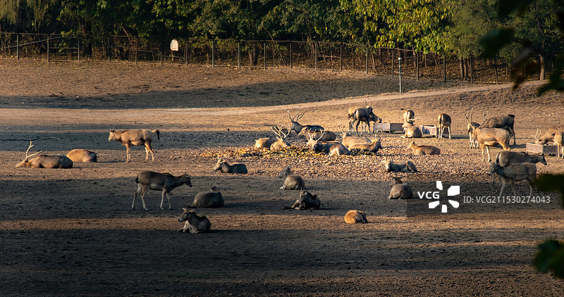 南海子麋鹿图片素材