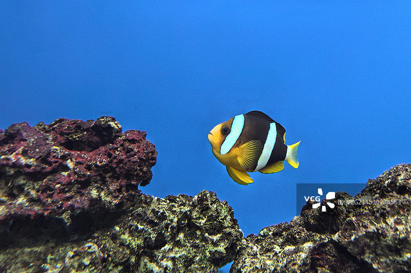 双带小丑鱼图片素材