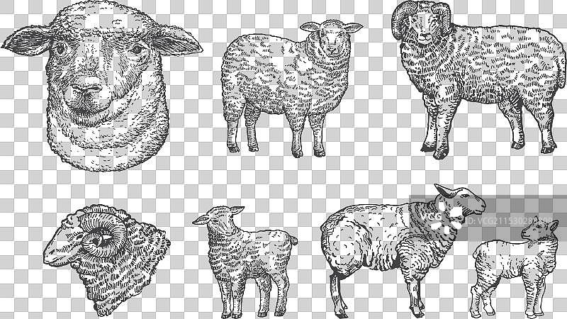 手绘的家养动物：羊、绵羊和公羊图片素材