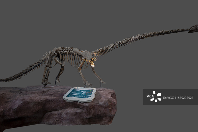 安徽省地质博物馆恐龙厅：合川马门溪龙（中国重庆市合川区产，晚侏罗世时代。是一种大型的蜥脚类恐龙）图片素材