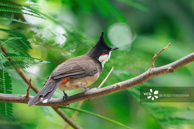红耳鹎图片素材