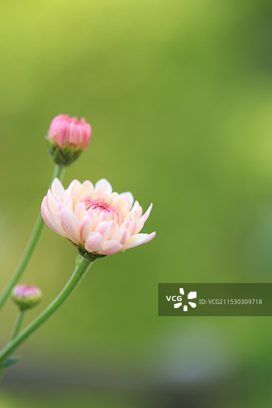 粉色小菊花宝莲灯浅粉图片素材