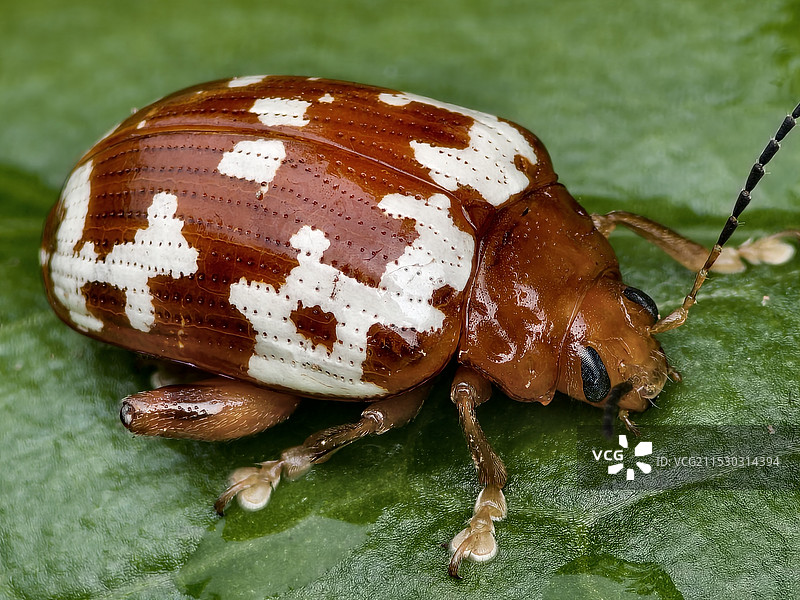 白纹大金花虫，体长不足1cm——拍摄于二峨山白云农家图片素材