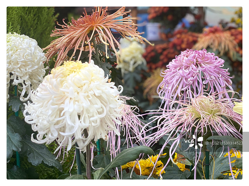 菊花展紫竹院图片素材