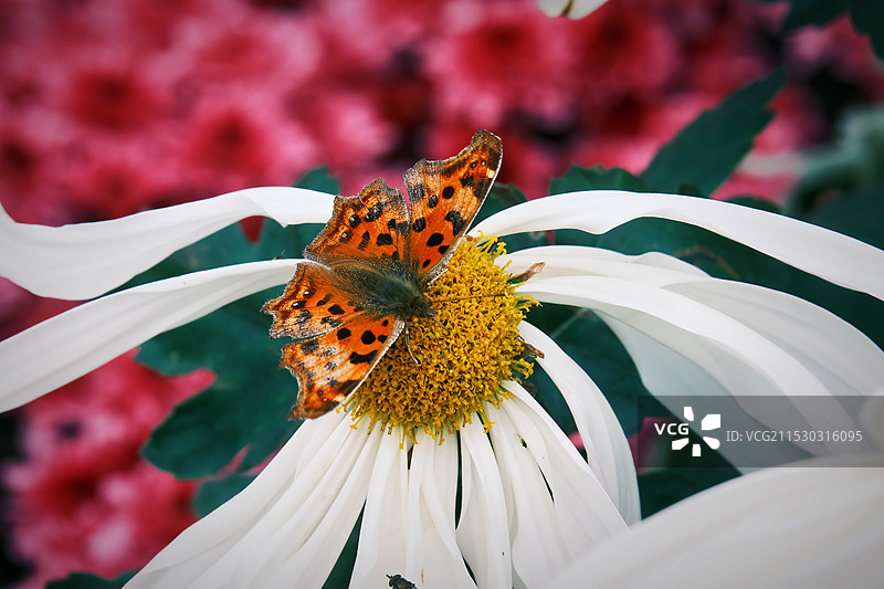 采蜜的蛱蝶图片素材