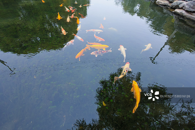 池塘里的锦鲤鱼图片素材