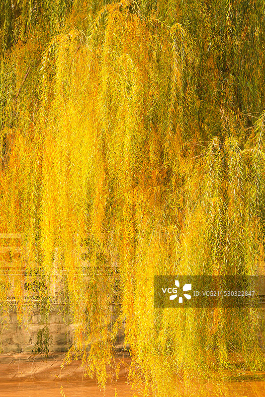 唐唐徕渠畔垂柳的秋色  建于唐武则天年间的徕渠如玉带绕凤城腰间，渠畔的古柳一到秋天就披上金黄色的披风图片素材
