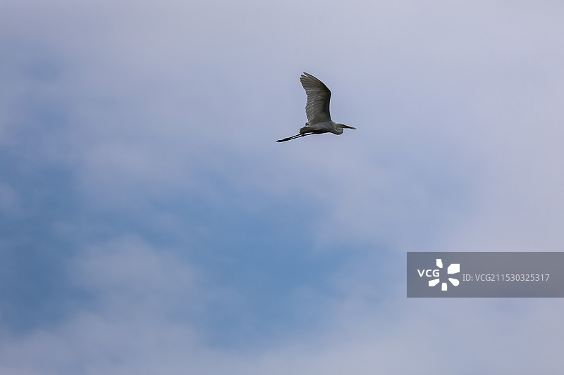 飞翔的白鹭图片素材
