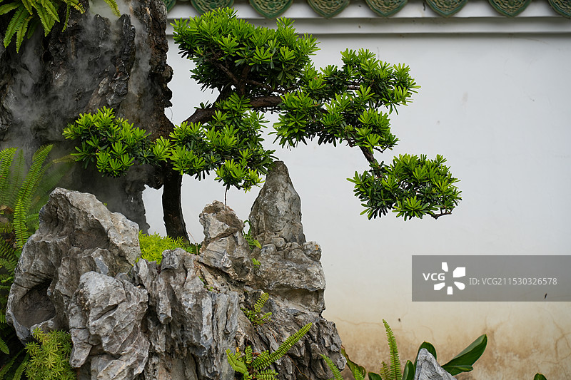 流花湖公园的盆景图片素材