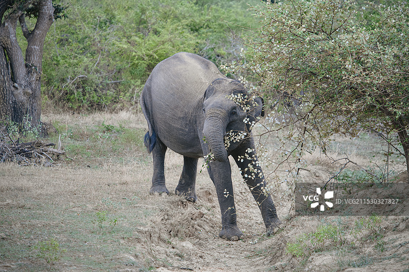 斯里兰卡雅拉国家公园野生大象图片素材