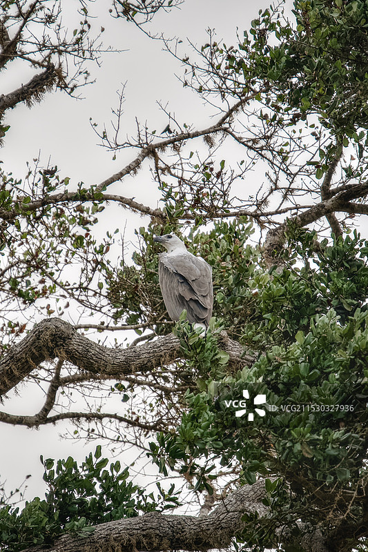 斯里兰卡雅拉国家公园野生鹰图片素材