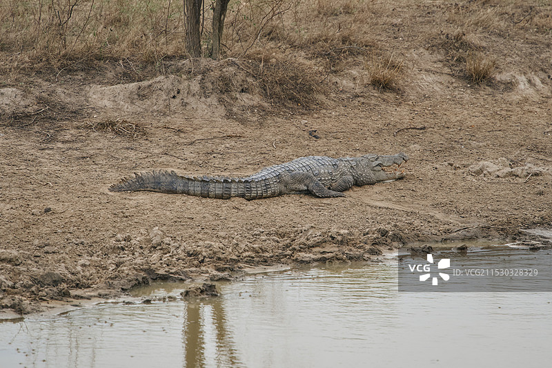 斯里兰卡雅拉国家公园野生鳄鱼图片素材