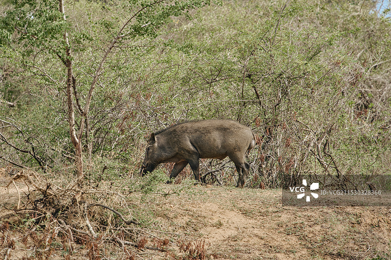 斯里兰卡雅拉国家公园野猪图片素材