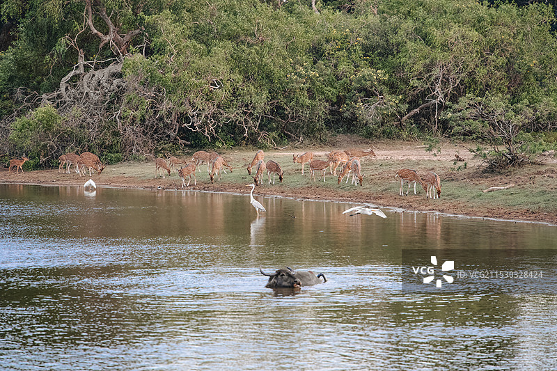 斯里兰卡雅拉国家公园图片素材