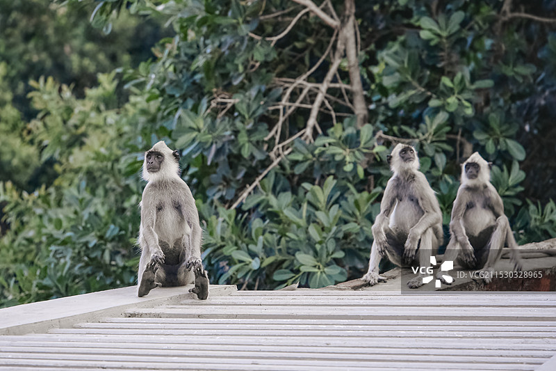 印度灰叶猴图片素材
