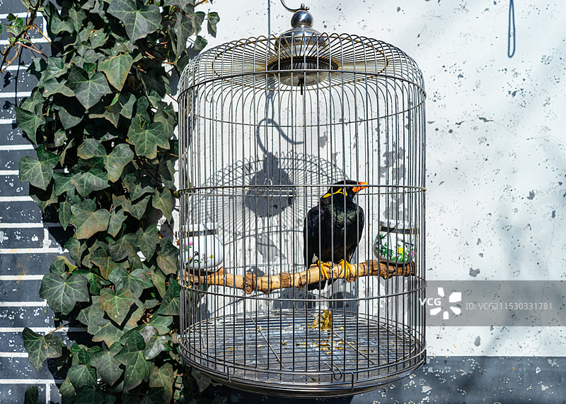 中国健康生活方式拍摄主题，树上悬挂的鸟笼和黑色八哥鸟类，户外白昼无人图像摄影图片素材