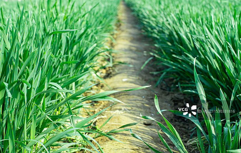 中国野生植物和野外植物拍摄主题，春天的田地里生长出一片绿色的麦苗 麦田 全景图，户外无人图像摄影图片素材