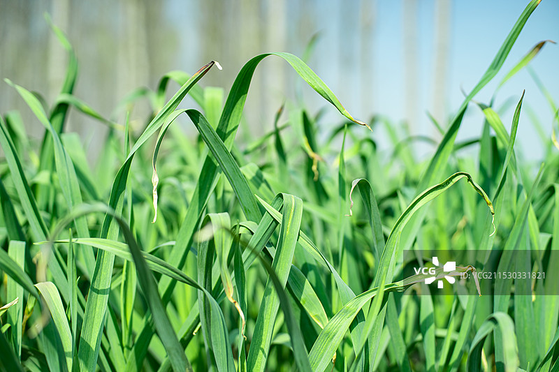 中国农产品农作物拍摄主题，农田田地里的一片绿色的蒜苗蔬菜植物，户外白昼无人图像摄影图片素材