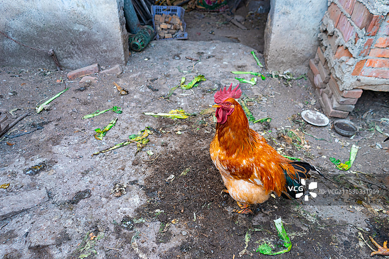 中国农村家养家畜拍摄主题，冬天的农舍里一群跑山鸡土鸡柴鸡，户外白昼无人图像摄影图片素材