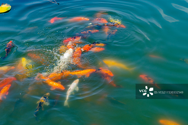 荷塘中成群结队的锦鲤图片素材