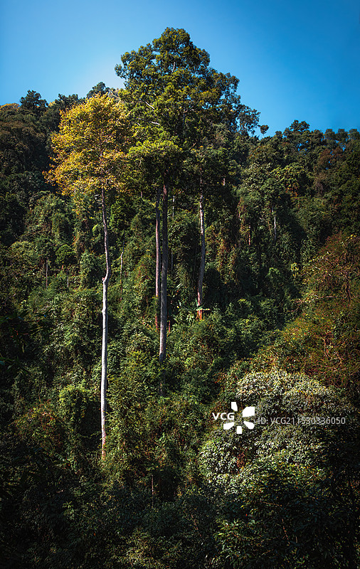云南省西双版纳西双版纳热带雨林国家公园望天树景区图片素材