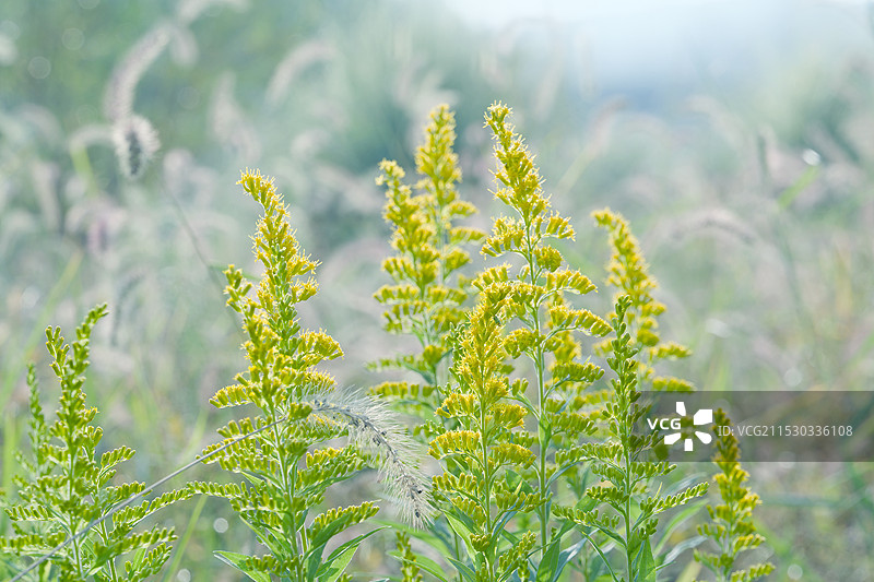 秋天的草地图片素材