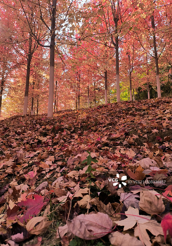 枫叶红了图片素材