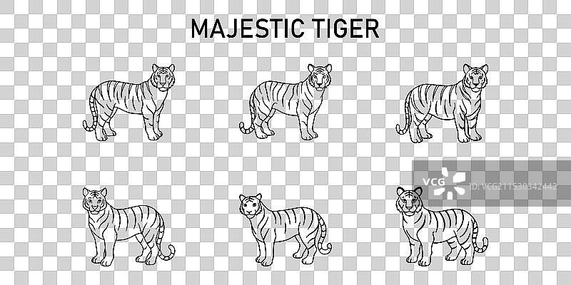 雄伟的白虎系列图片素材