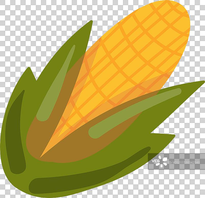 成熟的甜玉米棒与绿色叶子的图标图片素材