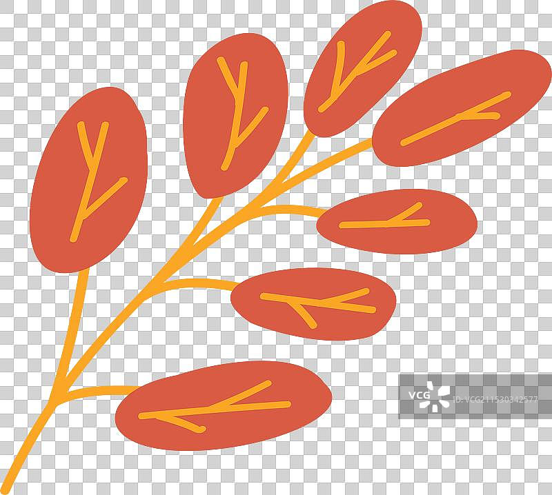 干燥的标本山楂叶细长的金合欢枝条图片素材