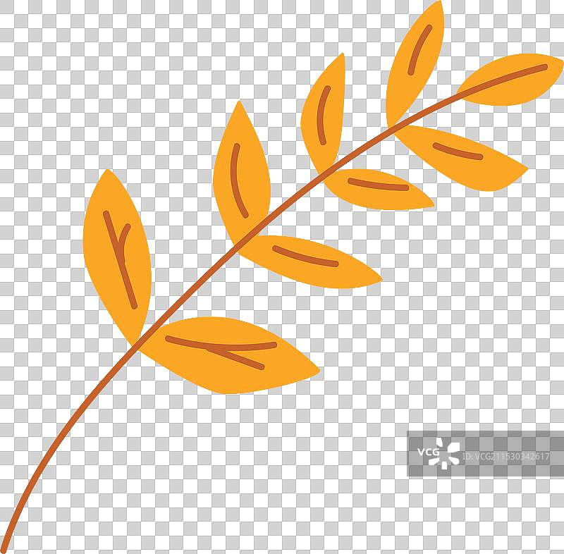 干燥的标本相思树叶脆弱的相思树枝图片素材