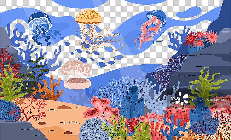 美丽水母的图像图片素材