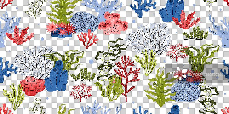 五彩斑斓的珊瑚礁图片素材