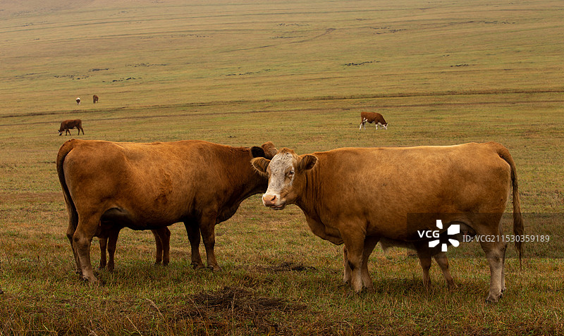 二牛奶娃图片素材